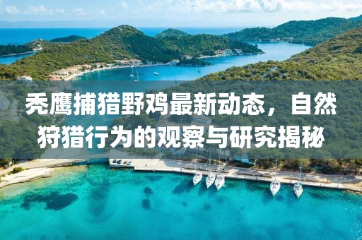 禿鷹捕獵野雞最新動態(tài)，自然狩獵行為的觀察與研究揭秘