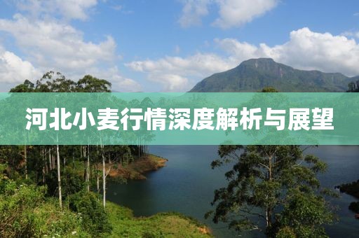 河北小麥行情深度解析與展望