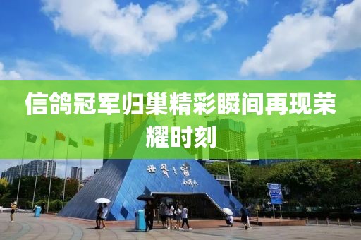 信鴿冠軍歸巢精彩瞬間再現(xiàn)榮耀時(shí)刻
