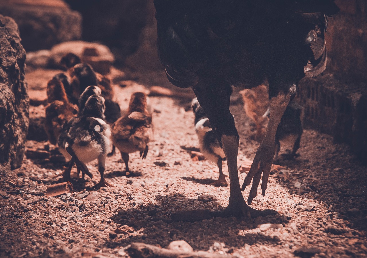 7777788888新版跑狗：本期推薦狗、鼠、豬、雞