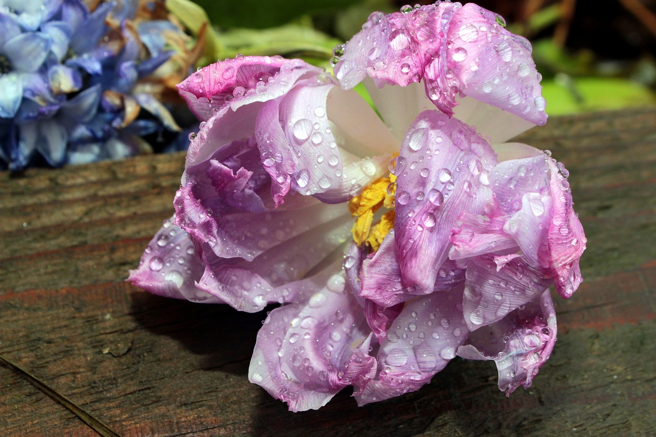 雅思最新考試動(dòng)態(tài)揭秘，趨勢(shì)、變化與面臨的挑戰(zhàn)