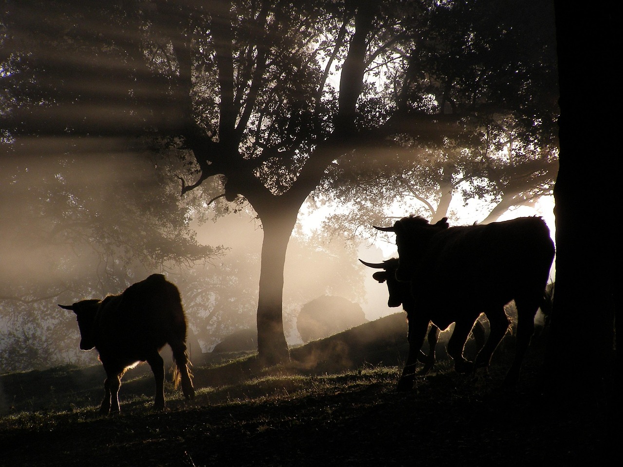 美國動作電影的魅力與深遠影響