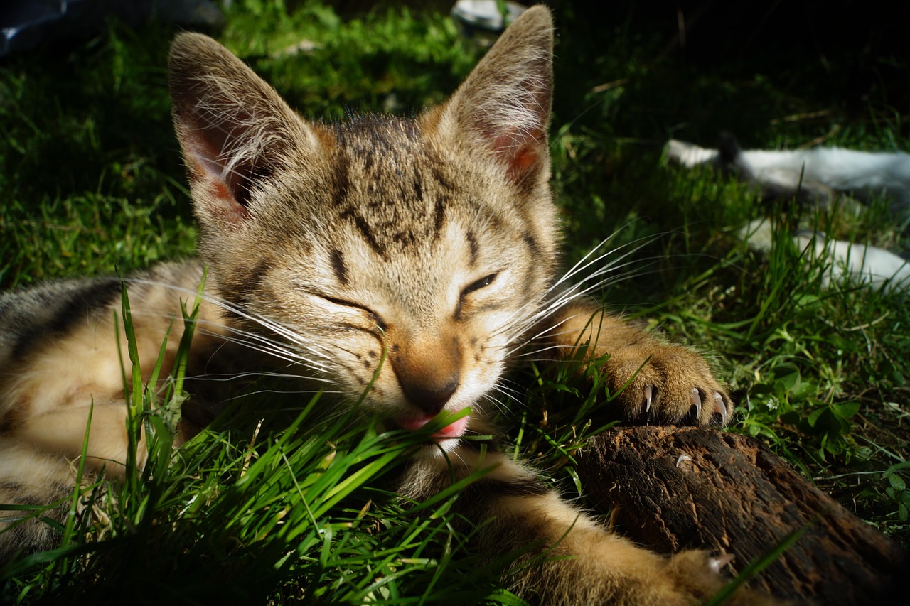 最新藍狐皮市場行情深度解析
