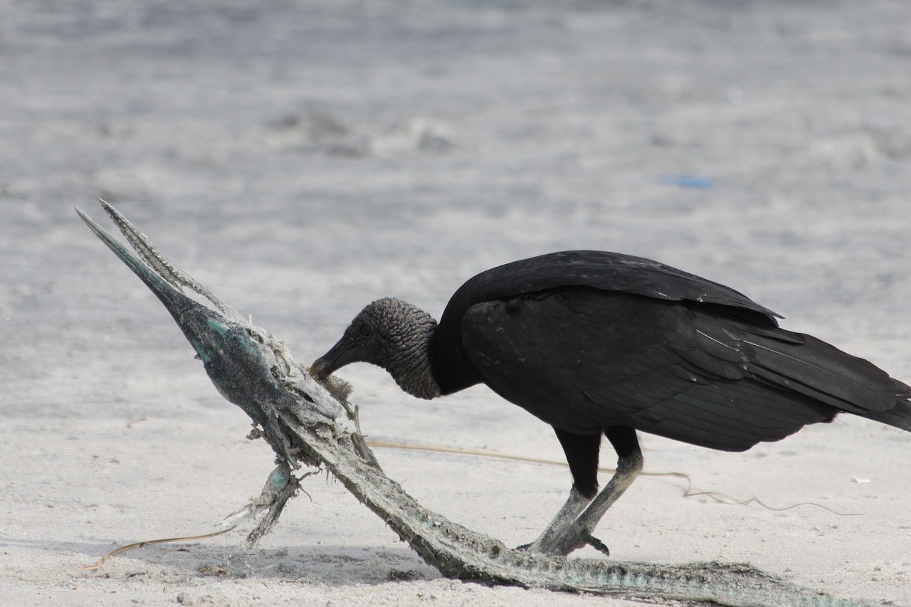美國狂犬病最新研究進(jìn)展及其全球影響