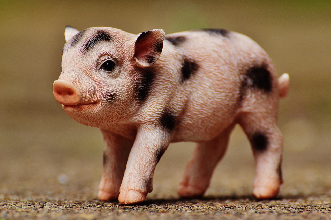 最新豬肉價格動態(tài)分析與趨勢預測