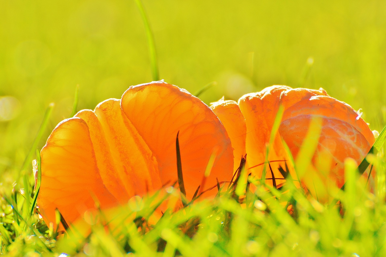 新鮮鳳梨資訊，熱帶水果世界的最新動(dòng)態(tài)探索