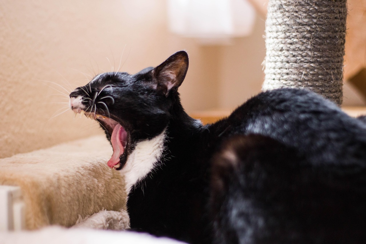 二次元世界中的貓之魅力，探尋貓的無限風(fēng)采