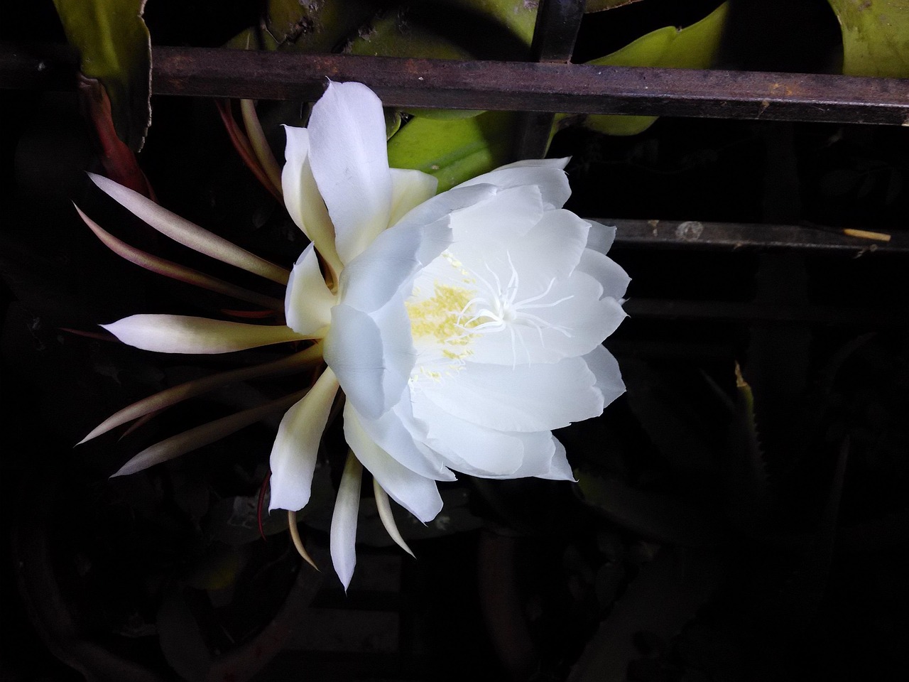 電視劇茉莉花開(kāi)，生命之花的綻放旅程