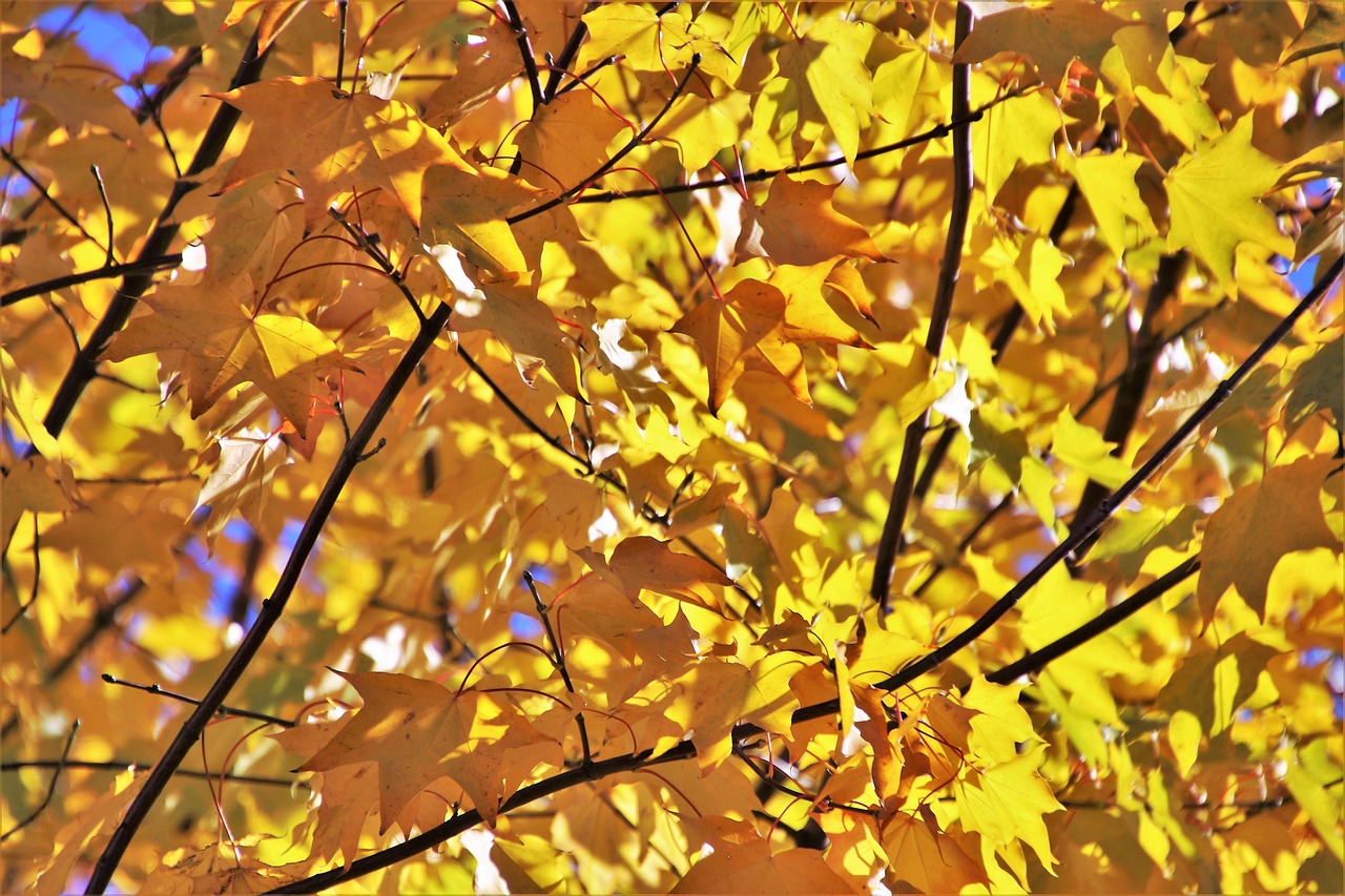 香河綠地國寶21城最新動態(tài)揭秘