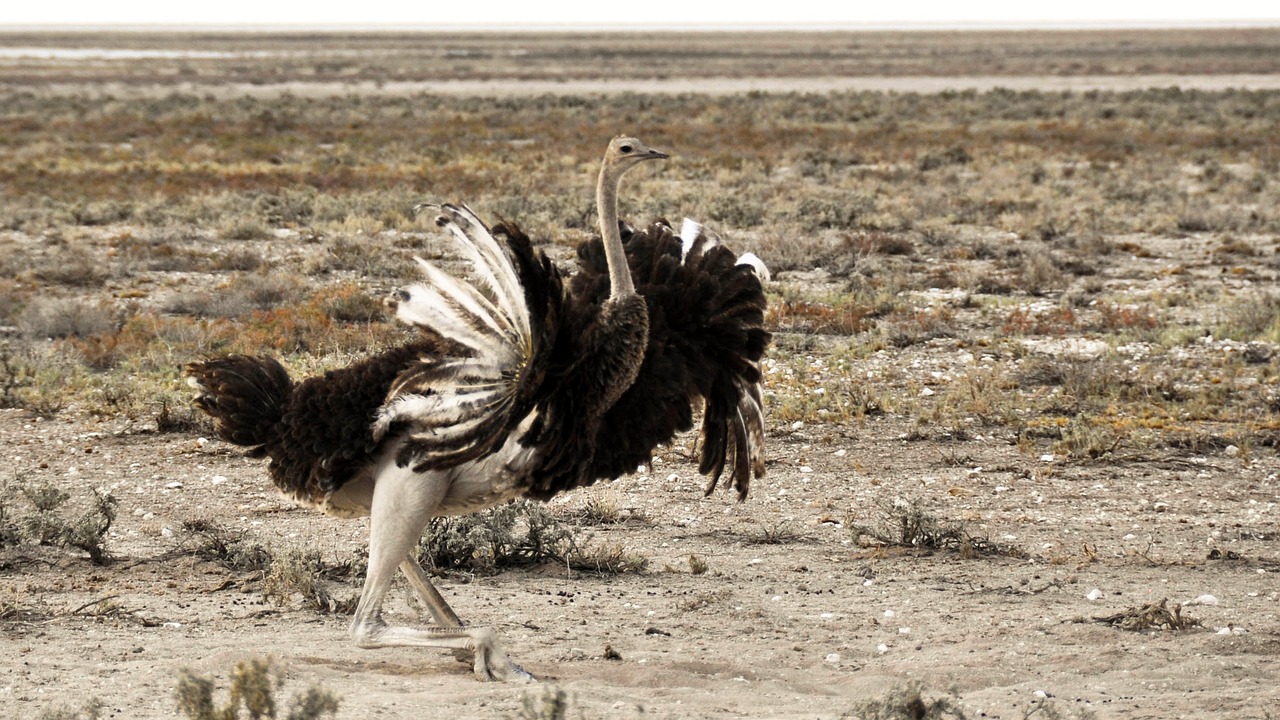 李易峰在動物世界中的演員表現(xiàn)，與角色的奇妙交織