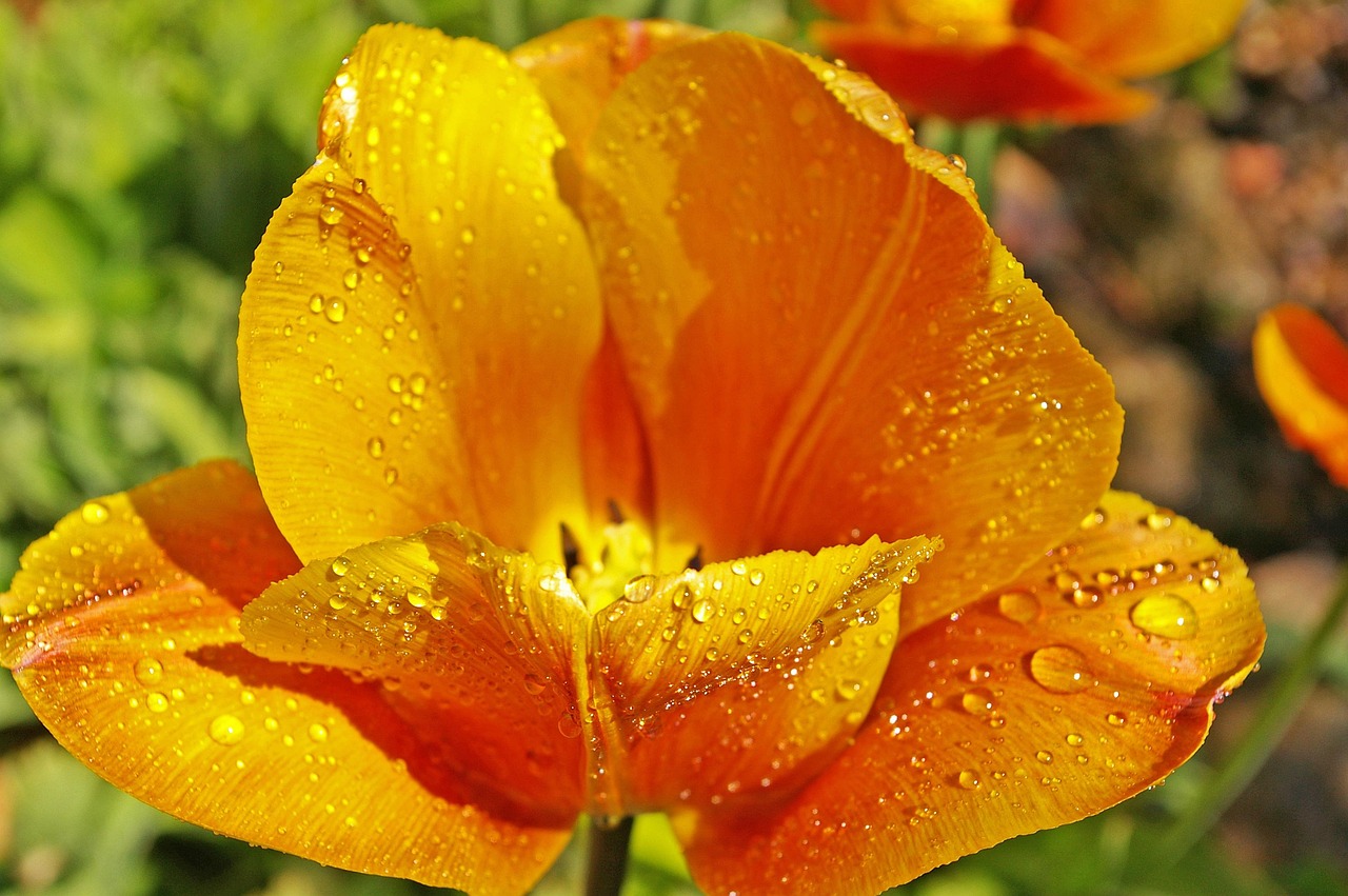 最新早晨問候動態(tài)圖，喚醒美好一天的溫馨祝愿