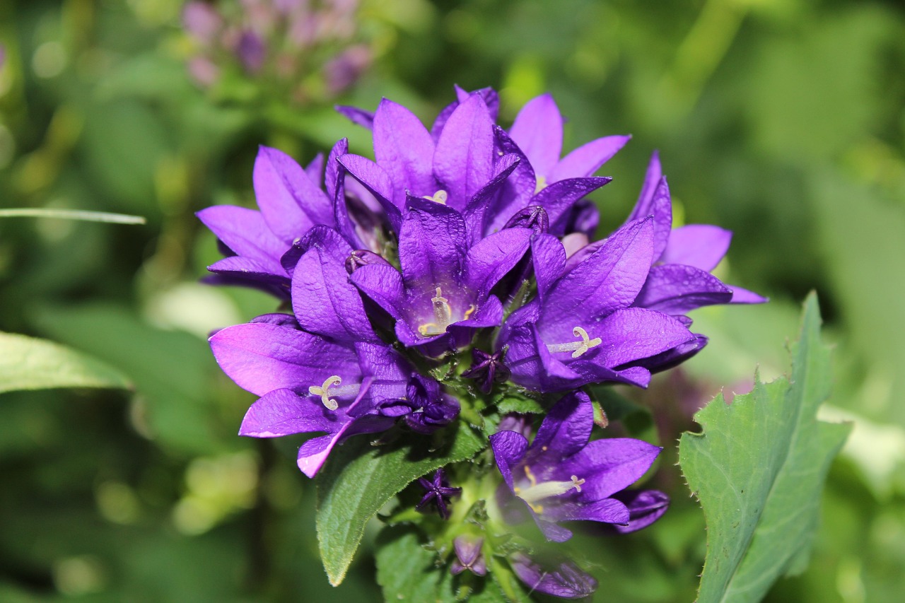 商丘市高辛鎮(zhèn)近期動態(tài)，蓬勃發(fā)展中的鄉(xiāng)村新面貌展示