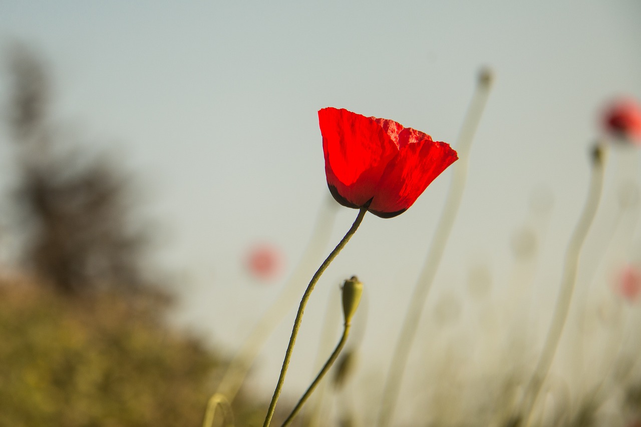 第5號臺風(fēng)最新動態(tài)，影響分析、應(yīng)對措施及進展關(guān)注