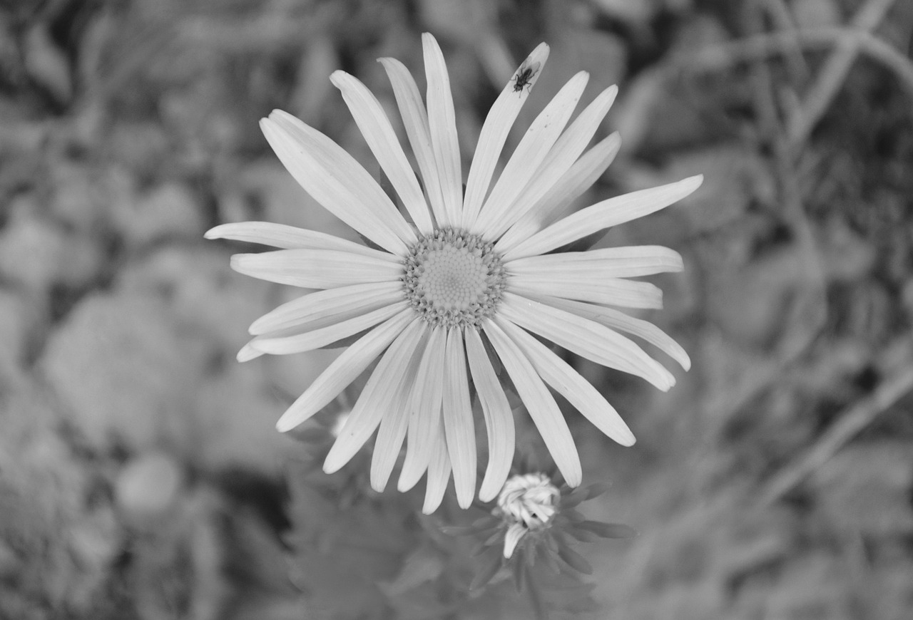 動漫圖片中的黑白世界，風格探索與情感表達