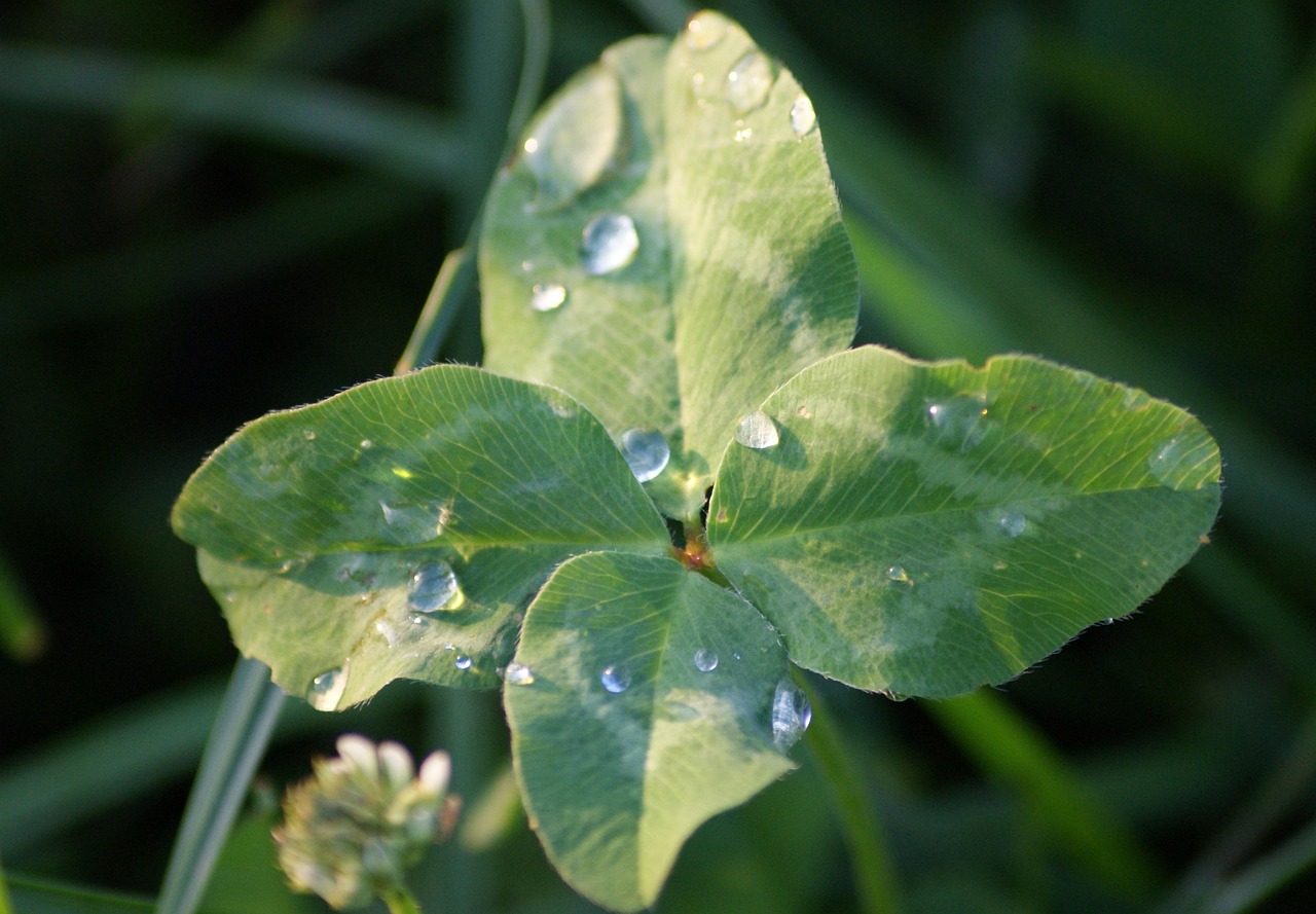 最新蓮花資訊，探索奧秘與魅力，領(lǐng)略蓮花之美