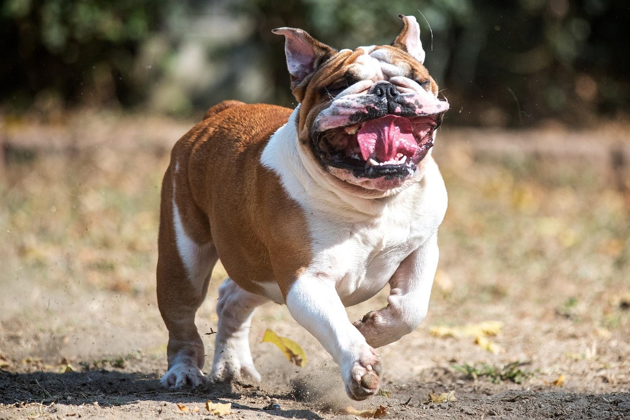法牛犬行情走勢深度解析，市場趨勢與未來發(fā)展展望