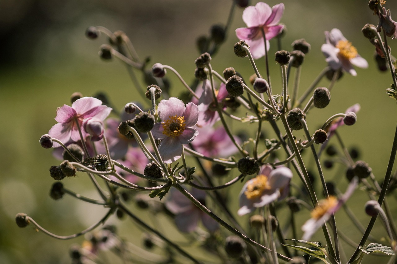 日本富士山噴發(fā)最新動態(tài)2023，影響及應(yīng)對策略揭秘