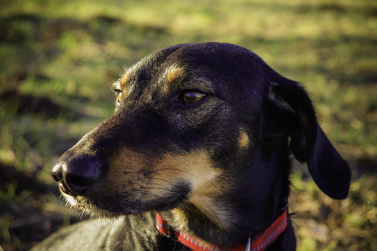 犬登陸比賽，展現(xiàn)犬類魅力的精彩舞臺