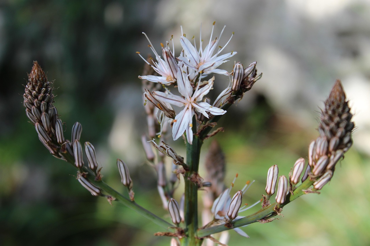 關于8xnp最新動態(tài)的全面解析與探討