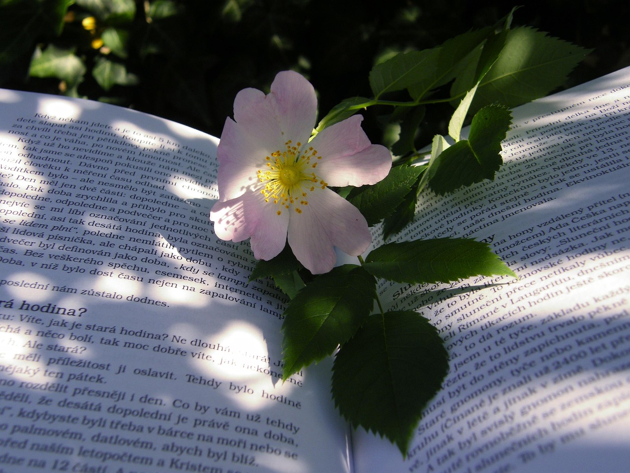 父子電影，情感與成長的深度呈現(xiàn)