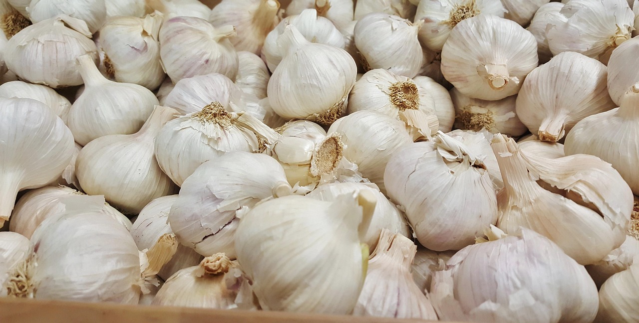 蘆柞大蒜最新價(jià)格行情及分析