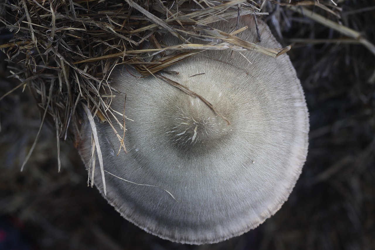 金鄉(xiāng)蒜薹最新價格動態(tài)及分析