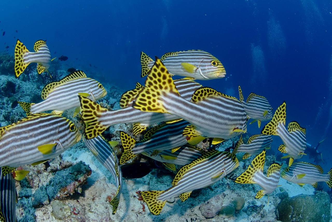 香蕉魚動(dòng)漫，奇幻之旅探索魅力世界
