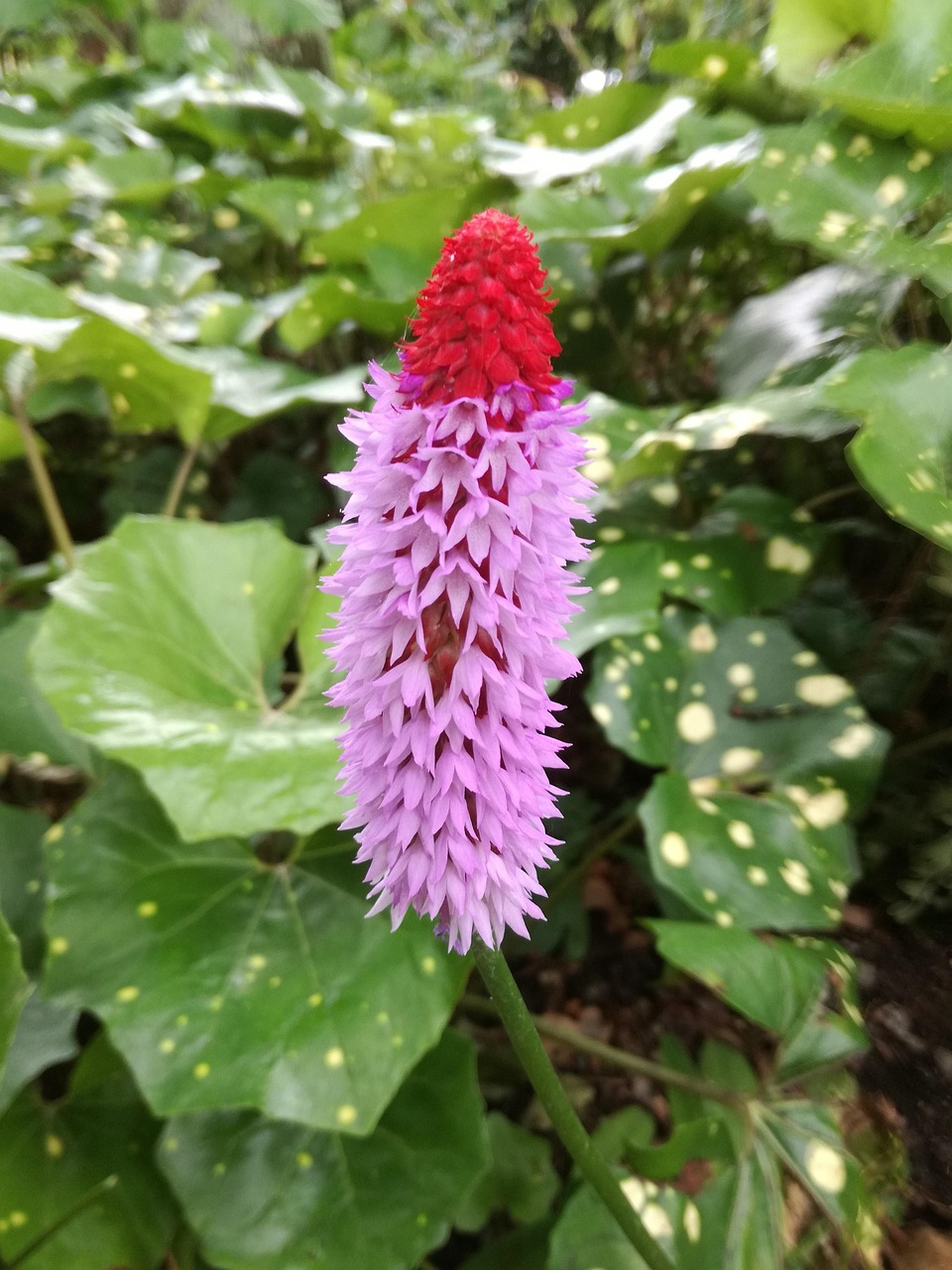 古都西安最新動態(tài)，古都煥發(fā)新活力，持續(xù)迎來新進(jìn)展