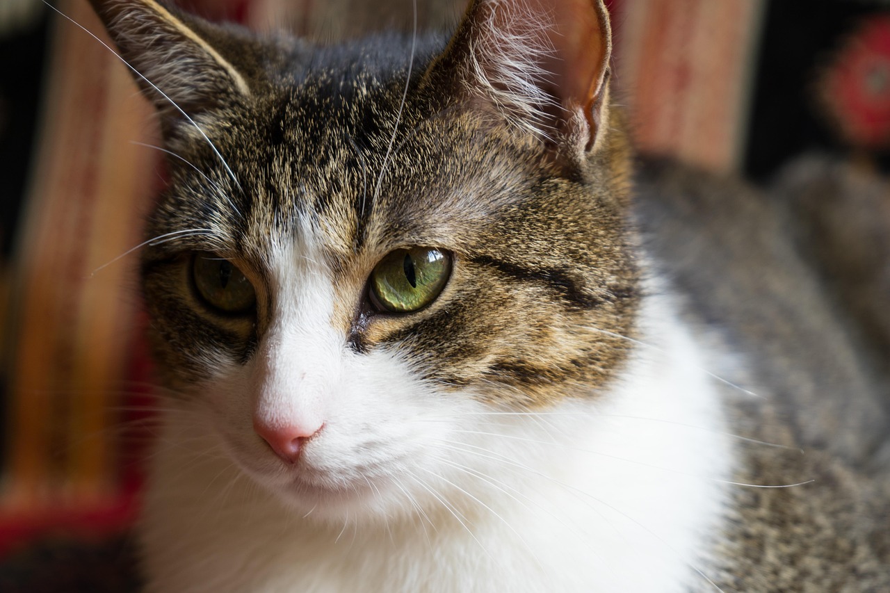 燙貓事件最新進(jìn)展，關(guān)注與反思