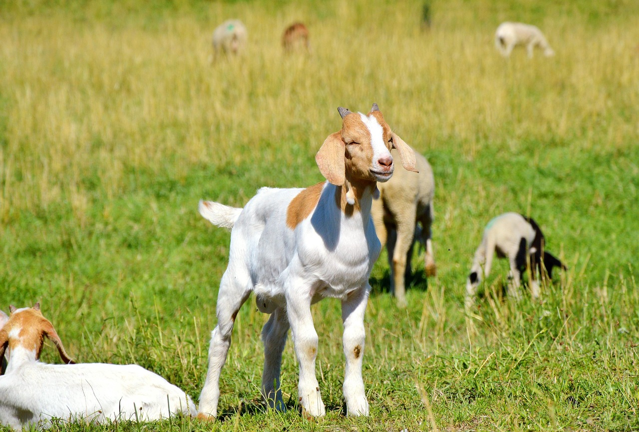 雙城租房最新動(dòng)態(tài)與實(shí)用指南更新速遞