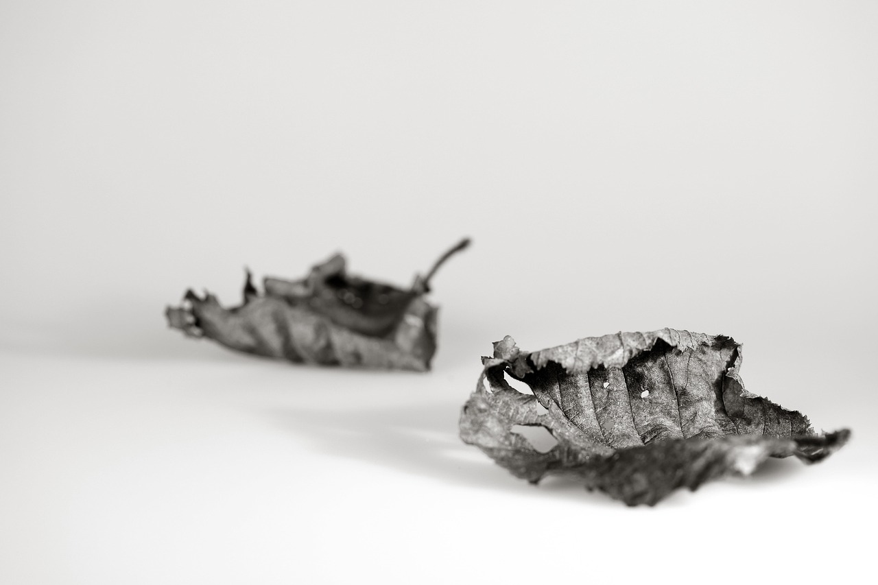 岷縣陳紅最新動態(tài)，藝術(shù)之光的綻放