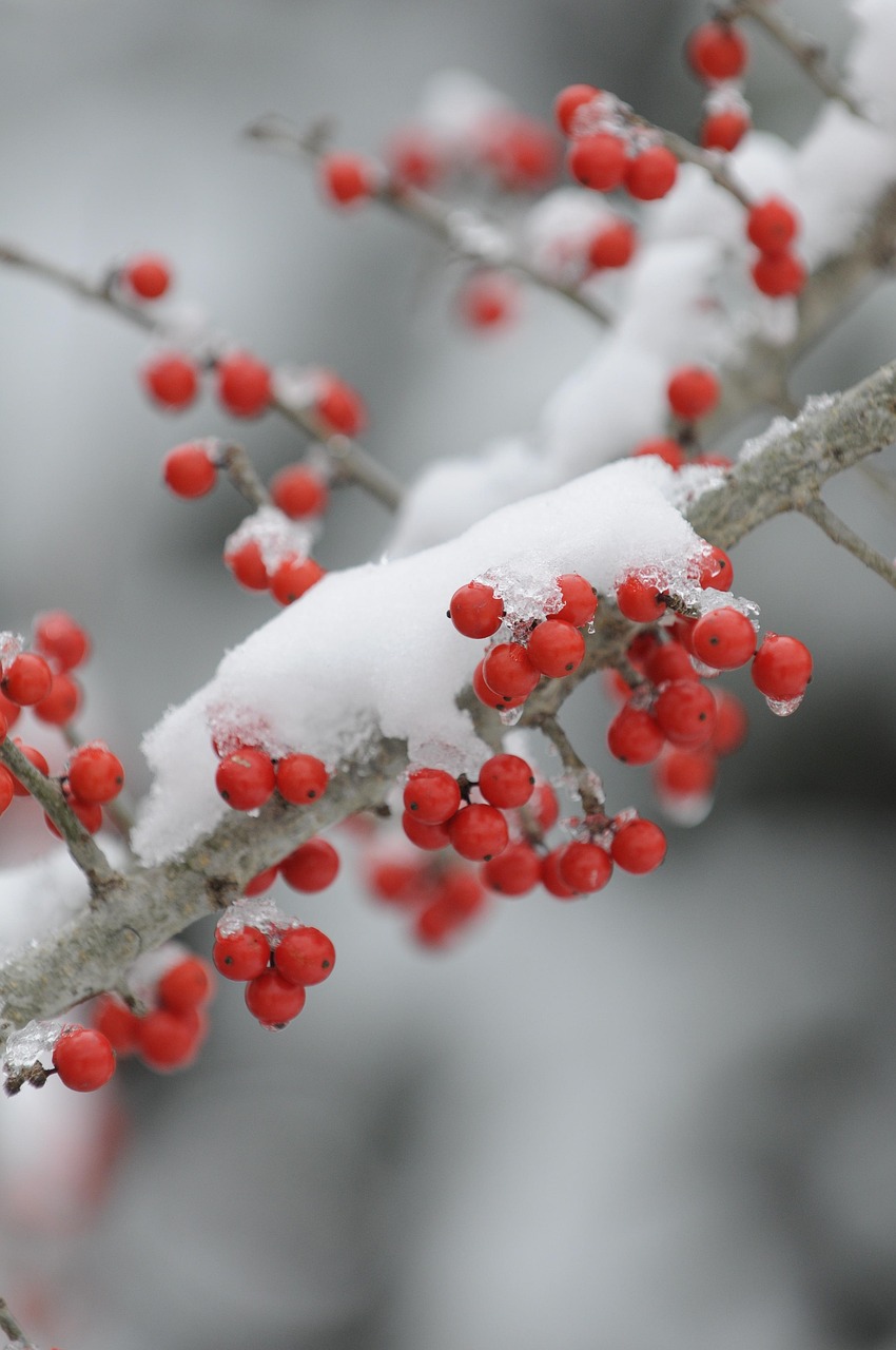 全新iPhone 6s上市價格分析與預(yù)測