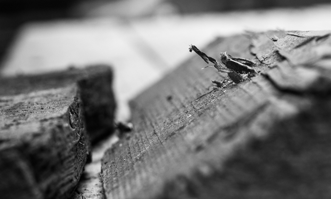 豬棚建設(shè)新動態(tài)，創(chuàng)新理念與技術(shù)驅(qū)動畜牧業(yè)革新