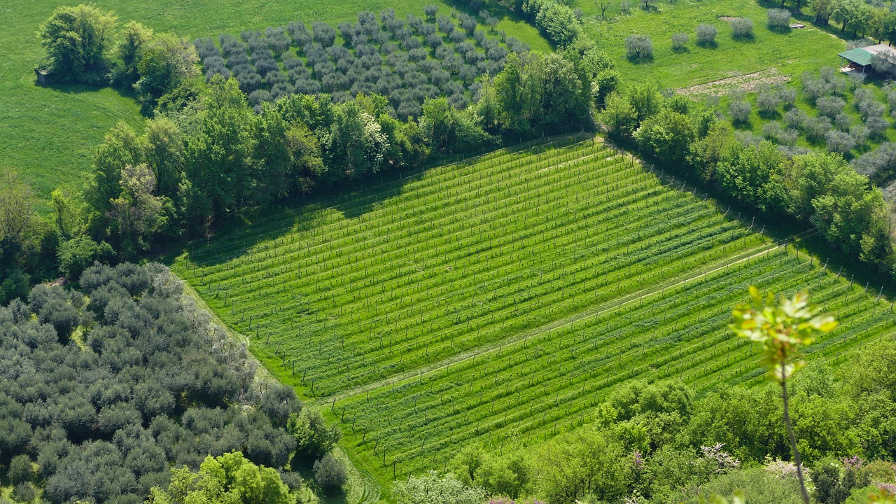 林芝最新資訊，自然美景與經(jīng)濟(jì)文化蓬勃發(fā)展同步更新