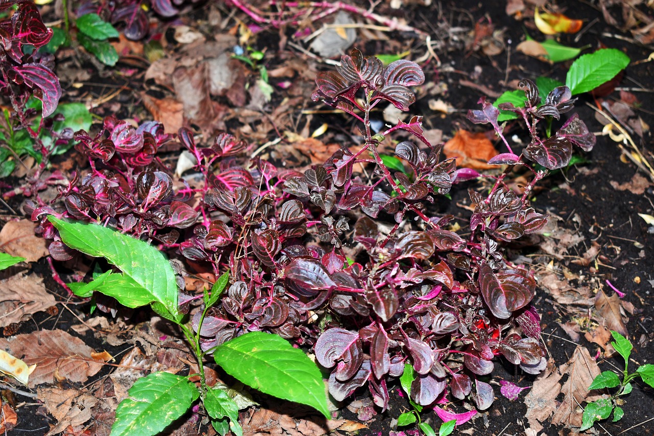 菲律賓疫情最新動態(tài)，挑戰(zhàn)、應(yīng)對策略全面解讀